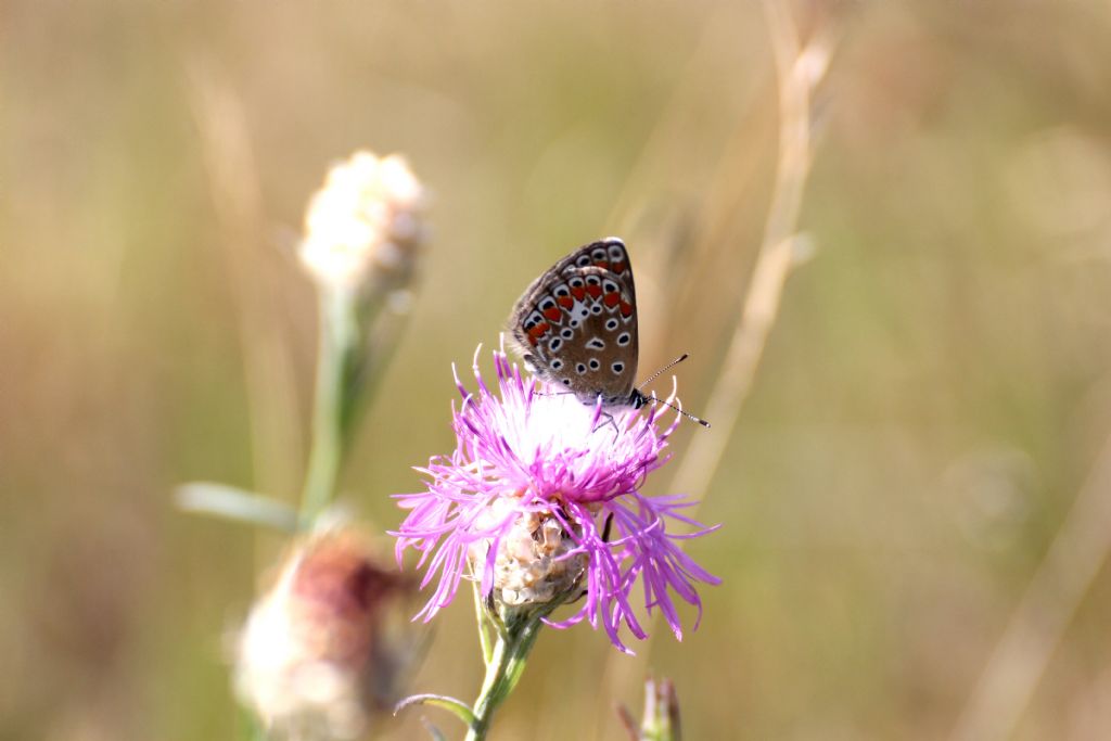 Polyommatus thersites forse? Polyommatus sp.